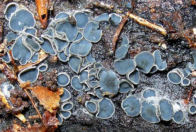 Il Risveglio dei Funghi